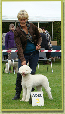 2 juli 2011 Lagotto Clubmatch geshowd door Giena