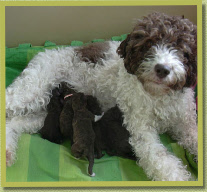 Lana with her first litter of four.