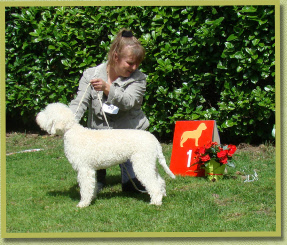 2 juli 2011 Lagotto Clubmatch geshowd door Giena