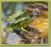  Just two of the frogs in the pond where the doggies are swimming so often!