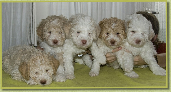 7 weken oude puppies, Photo Cunie  / 7 weeks old puppies. Photo: Cunie
