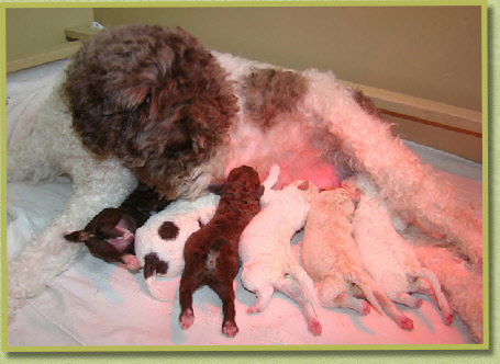 Lana met haartweede nestje van zes puppies in 2010