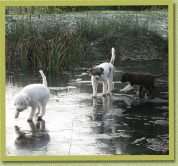 On Asanova's friends frozen pond with Natane & Avella