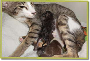 Momo vlak na de geboorte van haar tweede kitten grietje