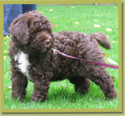 Puppy Orso, 7 wk oud