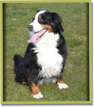 Our Bernese Mountain dog Mabel